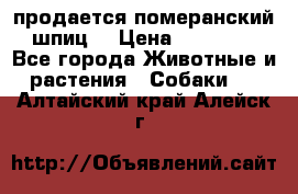 продается померанский шпиц  › Цена ­ 35 000 - Все города Животные и растения » Собаки   . Алтайский край,Алейск г.